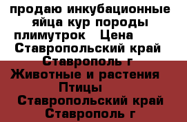 продаю инкубационные яйца кур породы плимутрок › Цена ­ 60 - Ставропольский край, Ставрополь г. Животные и растения » Птицы   . Ставропольский край,Ставрополь г.